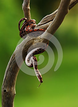 The Rainbow Boa Epicrates cenchria cenchria hanging from the branch