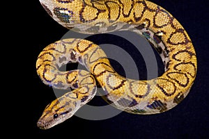 Rainbow boa, Epicrates cenchria cenchria