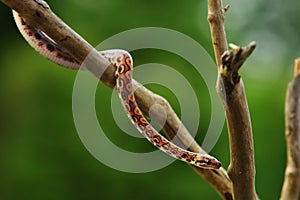 The Rainbow Boa Epicrates cenchria cenchria hanging from the branch