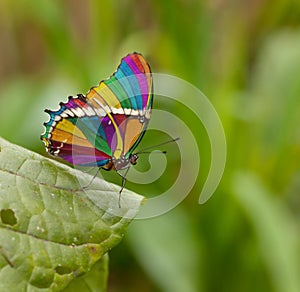 Rainbow butterfly