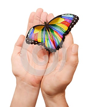 Regenbogen schmetterling 