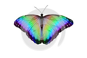 Rainbow Butterfly