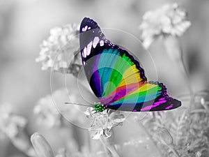 Rainbow butterfly colorful wings photo
