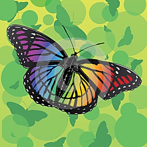 Rainbow Butterfly