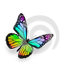 Arcobaleno farfalla su bianco 