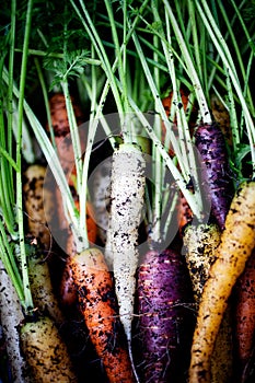 Rainbow carrots