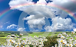 Rainbow and chamomile in the grass at meadow  field at summer blue sky with fluffy white clouds floral nature landscape