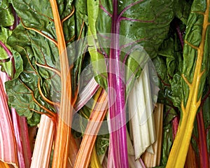 Rainbow chard