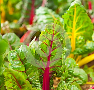 Rainbow chard