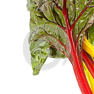 Rainbow chard