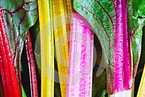 Rainbow chard