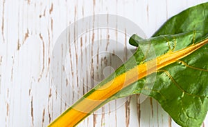 Rainbow Chard close up on wooden surface