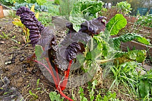 rainbow chard growing in the vegetable garden. growing red chard together with green chard