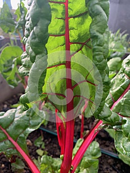 Rainbow chard leaf