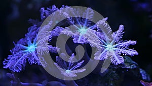 Rainbow clove soft coral colony heads move tentacles in circular current, actinic LED light nano reef marine aquarium, demanding
