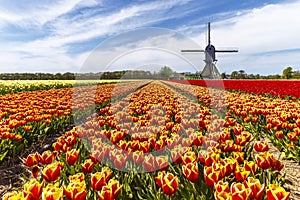 Arcobaleno colore tulipano 