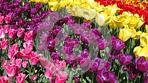 Rainbow color tulips