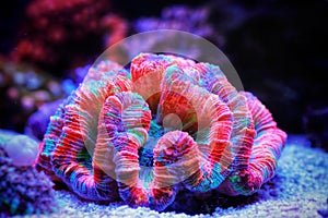 Rainbow coloration open brain LPS coral - Wellsophyllia radiata