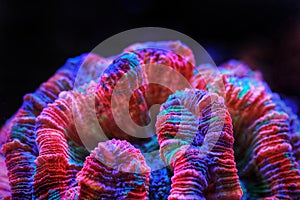 Rainbow coloration open brain LPS coral - Wellsophyllia radiata photo