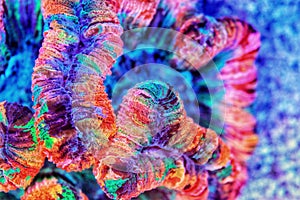 Rainbow coloration open brain LPS coral - Wellsophyllia radiata photo