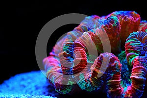 Rainbow coloration open brain LPS coral - Wellsophyllia radiata photo