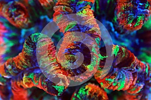 Rainbow coloration open brain LPS coral - Wellsophyllia radiata photo