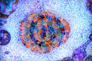 Rainbow coloration open brain LPS coral - Wellsophyllia radiata photo