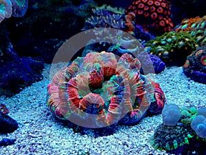 Rainbow coloration open brain LPS coral - Wellsophyllia radiata photo
