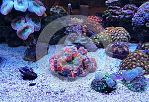 Rainbow coloration open brain LPS coral - Wellsophyllia radiata photo