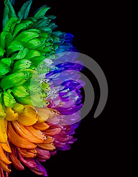 Rainbow Colored Dahlia. Low Key studio shot of a bright flower. Good for screen background wallpapers