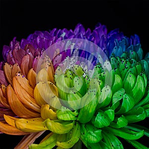 Rainbow Colored Dahlia. Low Key studio shot of a bright flower. Good for screen background wallpapers
