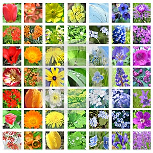 Rainbow colored flower collage