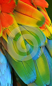 Rainbow-Colored Macaw Feathers