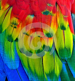 Rainbow-Colored Macaw Feathers