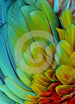 Rainbow-Colored Macaw Feathers