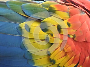 Rainbow-Colored Macaw Plumage
