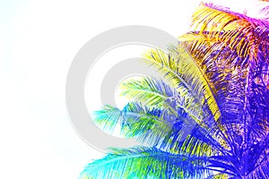 Rainbow colored palm tree crown on sky background. Fantastic toned photo with coco palm tree on white.