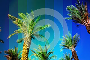 Rainbow colored palm trees on sky background. Fantastic toned photo light leaks. Tropical, exotic vacation. Creative