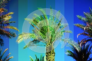 Rainbow colored palm trees on sky background. Fantastic toned photo light leaks. Tropical, exotic vacation. Creative
