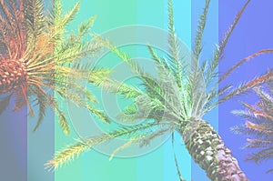 Rainbow colored palm trees on sky background. Fantastic toned photo light leaks. Tropical, exotic vacation. Creative