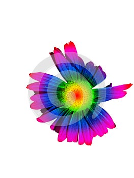 Rainbow coloros Pyrethrum blossoming flower top view isolated