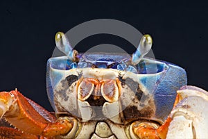 Rainbow crab