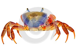 Rainbow Crab