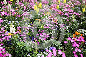 Rainbow of Dainty Garden Flowers Background