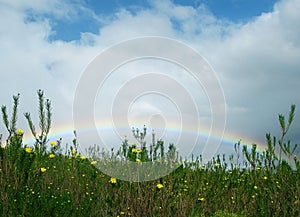 Rainbow with daisies