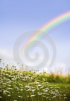 Rainbow and Daisies