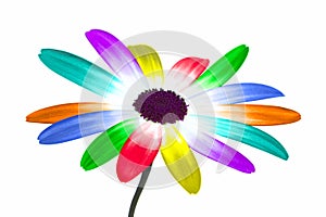 Rainbow daisy