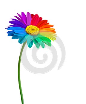 Rainbow daisy flower background.