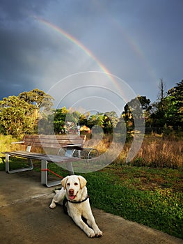 Rainbow and Dog @ West Epping Park Sydney Australia