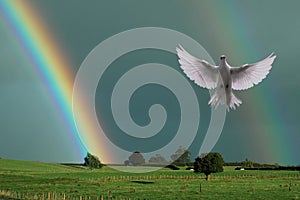 Rainbow and the Dove